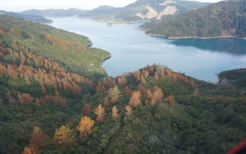 Wilding pines GCI credit Marlborough Sounds Restoration Trust